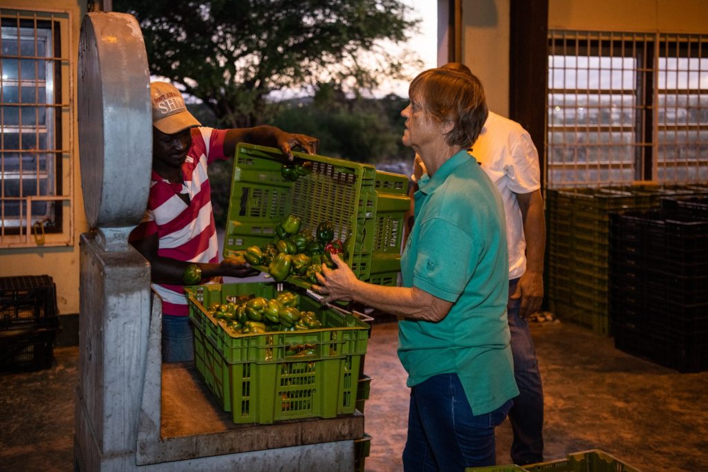 two people lift peppers from one crate to another
