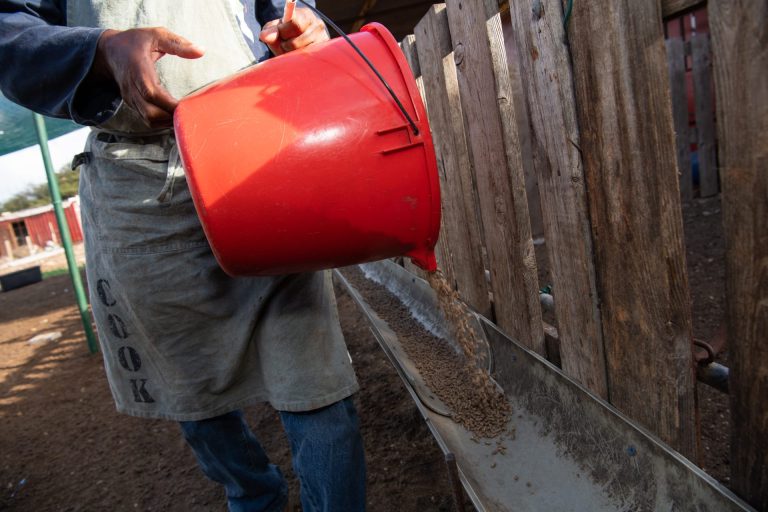 Man is using a red bucket to spill animal food in a feeding through